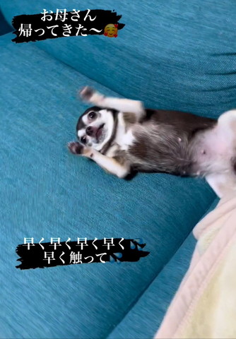 前足あげてるワンコ近く