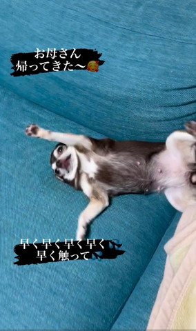 左前足あげてヘソ天ワンコ