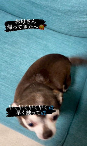 カメラに近づくワンコ