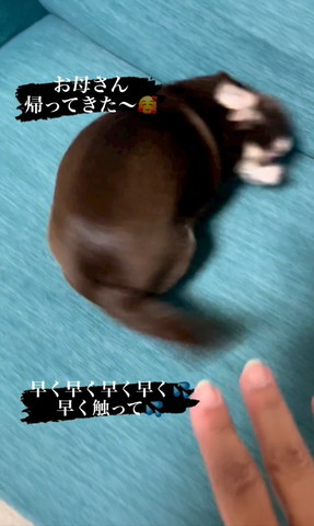 お尻むけるワンコ