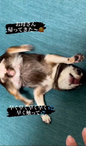 ヘソ天ワンコアップ顔上向き