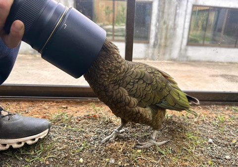 レンズに入る鳥