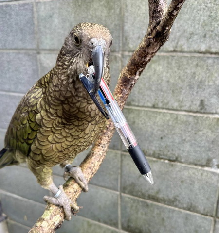 ペンくわえる鳥