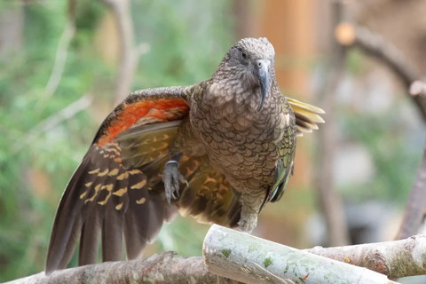 羽をひろげてる鳥