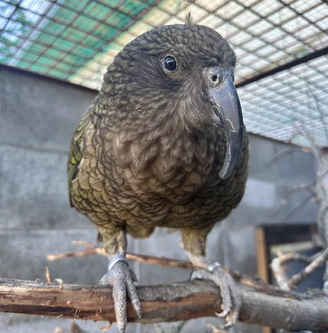 ちょんまげある鳥