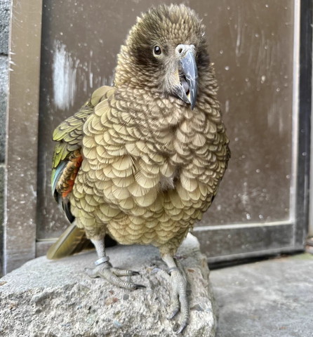 もふもふな胸張ってる鳥