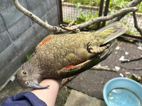 手の上で寝てる鳥