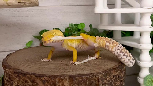 皮を引っ張るベルちゃん