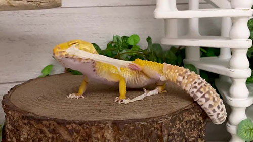 目をつむるベルちゃん