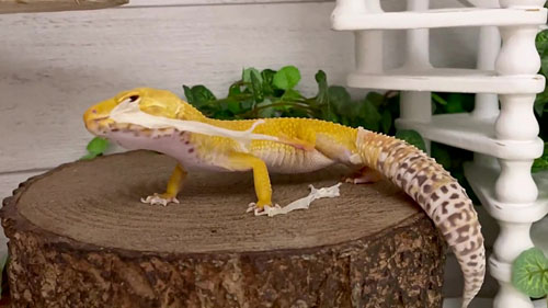 靴下をぬがすベルちゃん