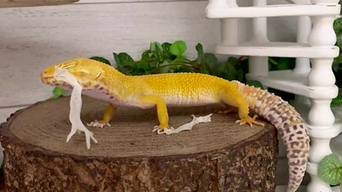 足の脱皮に成功するベルちゃん