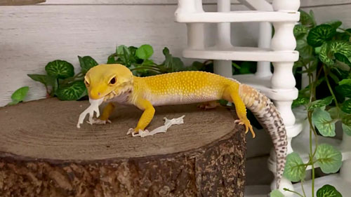 皮を食べるベルちゃん