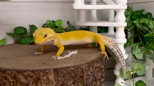 ひと仕事を終えたベルちゃん