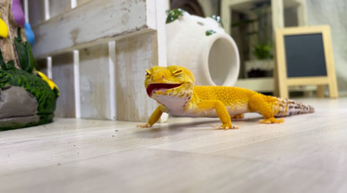 気分が良いベルちゃん