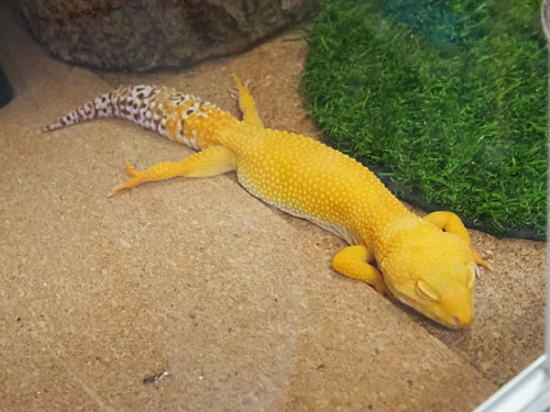 後ろ足を見せつけるベルちゃん