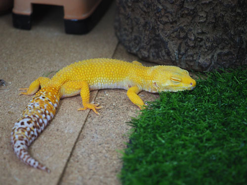 気持ち良さそうに眠るベルちゃん