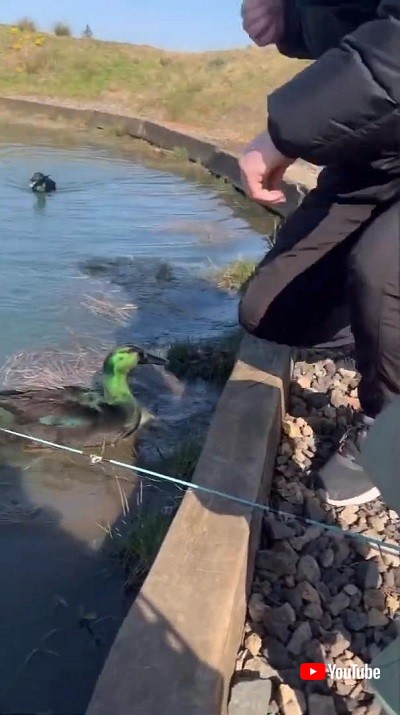 カモに追いかけられるお父さん