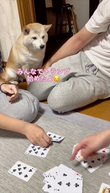 トランプ中の家族にかまってほしい柴犬