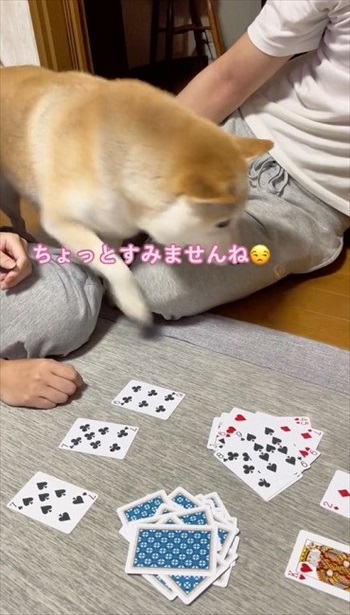 トランプ中の家族にかまってほしい柴犬