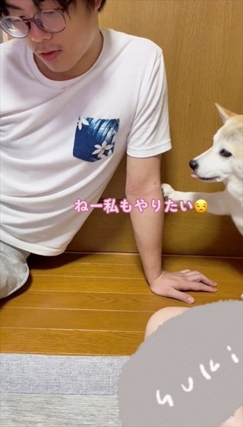 トランプ中の家族にかまってほしい柴犬