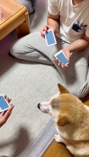 トランプ中の家族にかまってほしい柴犬