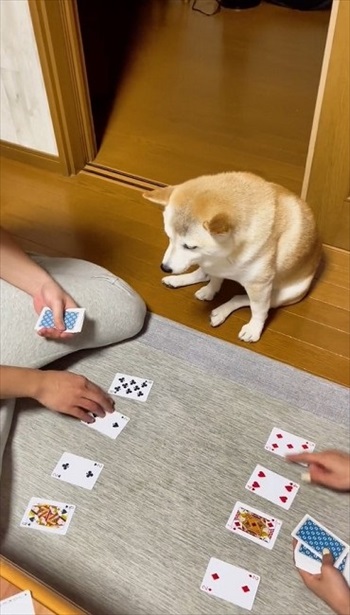 トランプ中の家族にかまってほしい柴犬