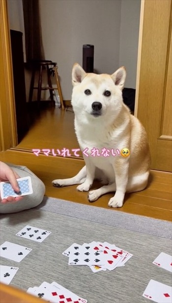 トランプ中の家族にかまってほしい柴犬