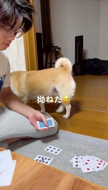 トランプ中の家族にかまってほしい柴犬