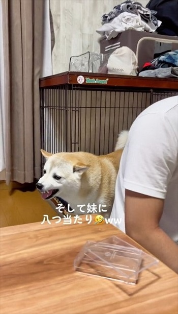 トランプ中の家族にかまってほしい柴犬