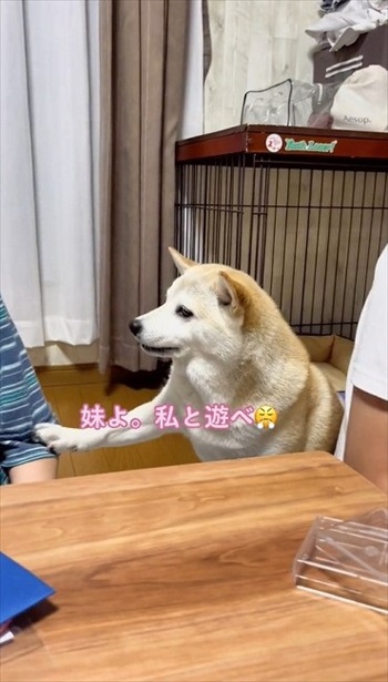 トランプ中の家族にかまってほしい柴犬