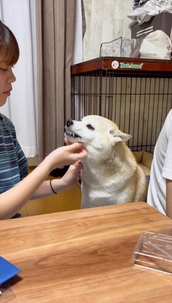 トランプ中の家族にかまってほしい柴犬