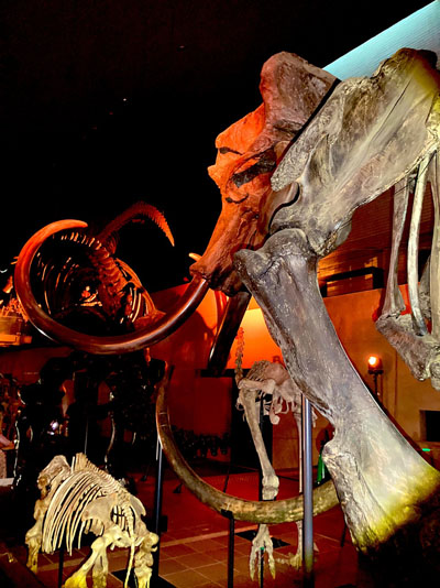 いのちのたび博物館