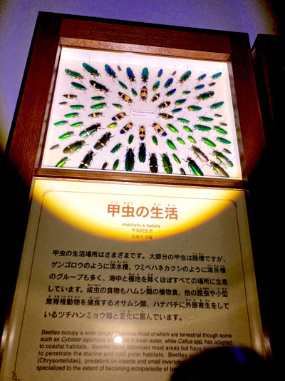 いのちのたび博物館