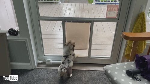 犬用ドアを練習する子犬