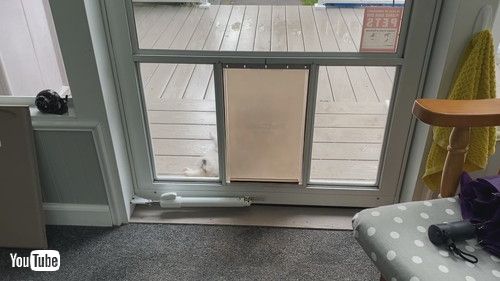 犬用ドアを練習する子犬