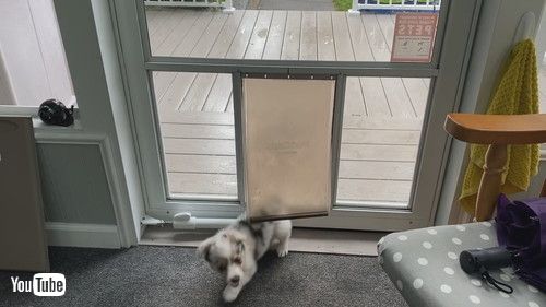 犬用ドアを練習する子犬