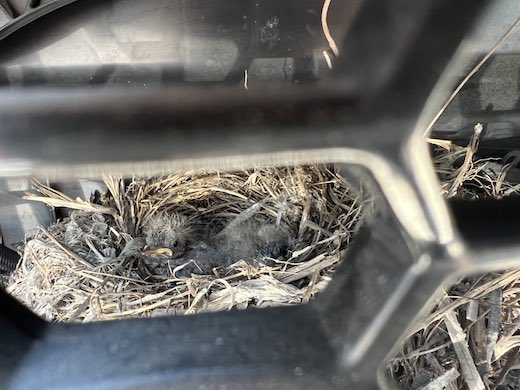 GSR グッドスマイルレーシング レーシングミク 野鳥 トランスポーター 輸送トラック