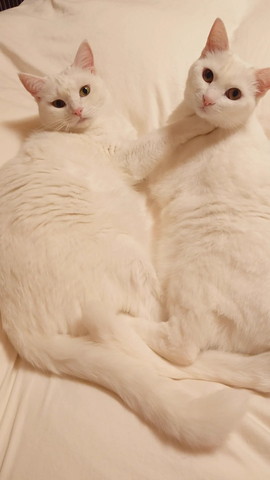 布団で寄り添い振り返るニャンズ