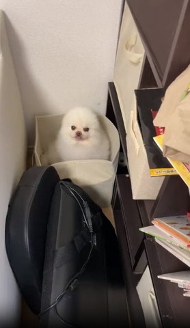 箱に入って耳あざらしになってるワンコ