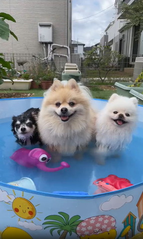 プールに入る3ワン