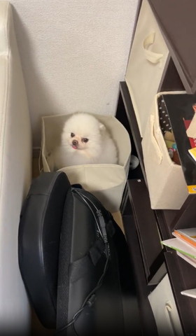 箱に入って左側向いてるワンコ