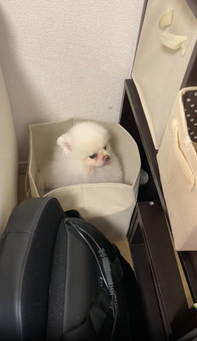 箱に入って右側向くワンコ