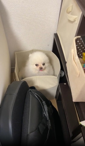 箱に入ってカメラ目線ワンコ
