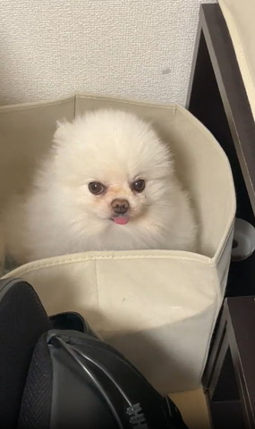 箱に入ってカメラ目線ワンコアップ