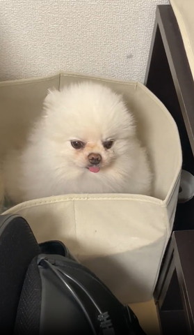 箱に入って下向くワンコ