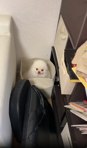 箱に入ってカメラ目線ワンコ遠くから