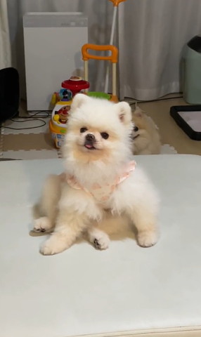 セクシーポーズワンコ