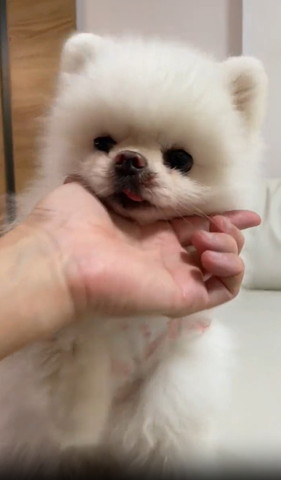 指にあごのせるワンコ