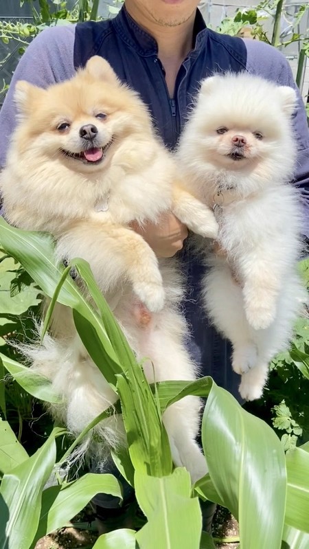 プールに入る3ワン