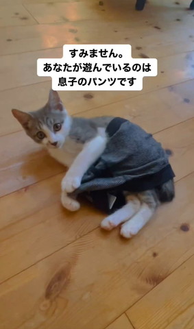 パンツを履いてカメラ目線猫